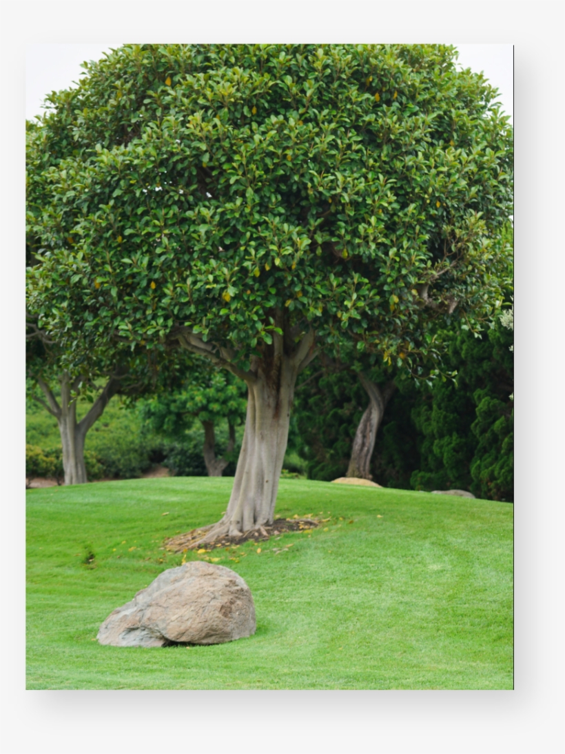 After We Have Properly Assessed Your Trees, We Develop - Oak, transparent png download