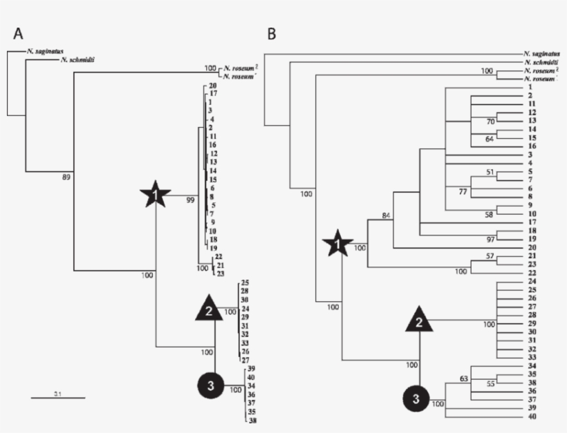 Trees Recovered From Analyses Of The Combined Itss, transparent png download