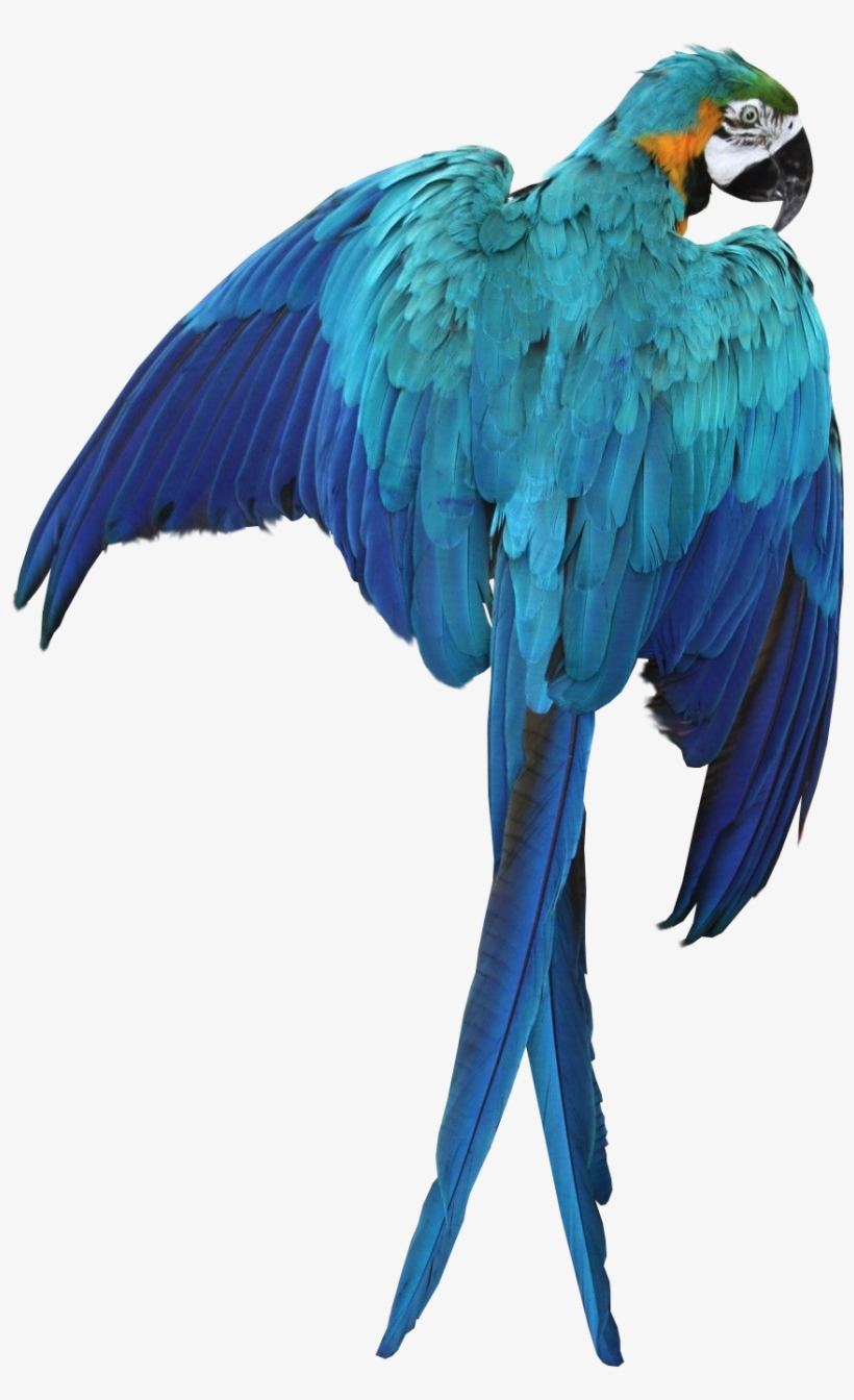 Macaw Parrot Transparent Image Bird Graphic - Macaw, transparent png download