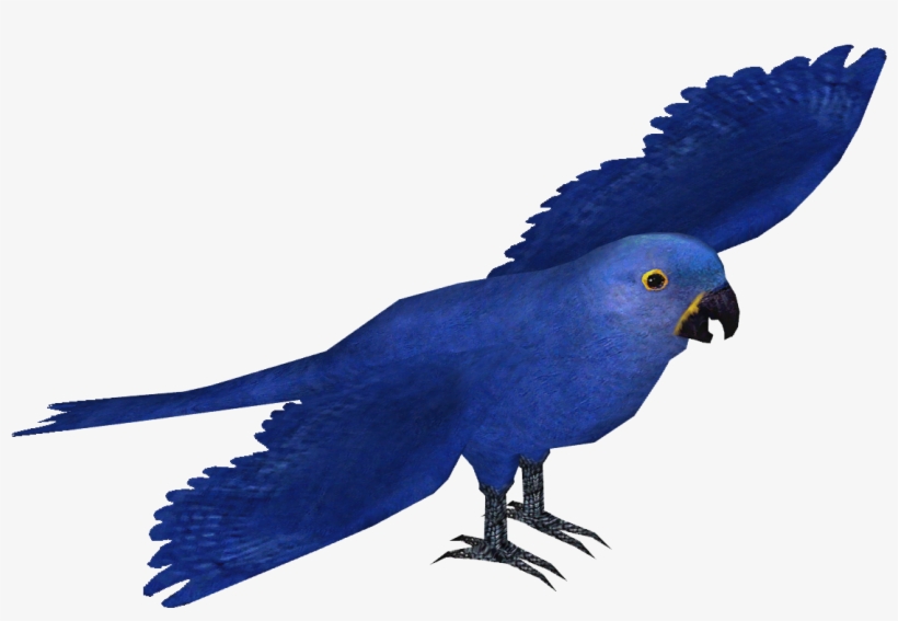 Hyacinth Macaw - Wiki, transparent png download