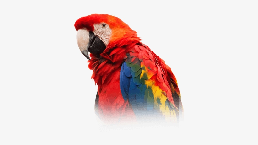 Scarlet Macaw, transparent png download