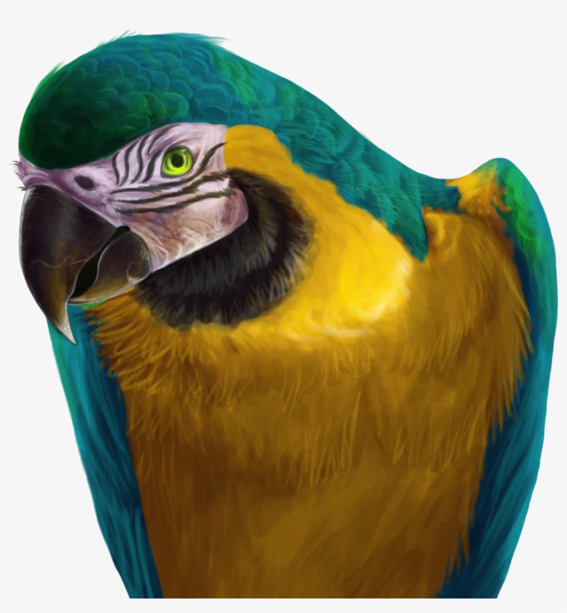 Macaw Drawing Makaw - Blue And Yellow Macaw Png, transparent png download