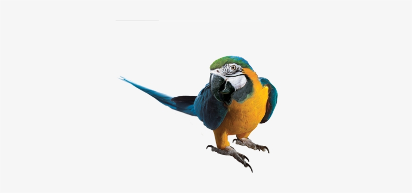 Deluxe Hyacinth Macaw Photos Macaw Png Transparent - Blue And Yellow Macaw Png, transparent png download