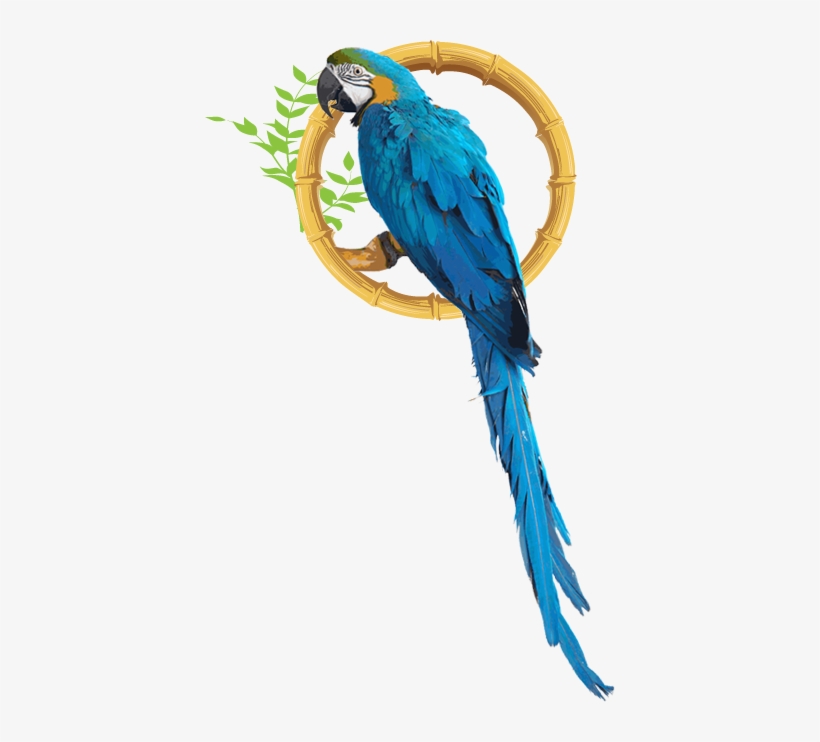 Macaw, transparent png download