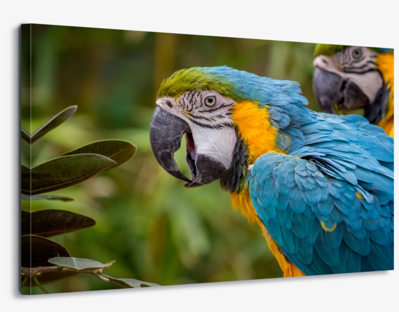 Blue And Yellow Macaw Parrot Psittacines Animal Bird, transparent png download