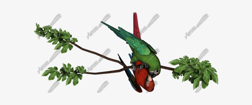 Macaw Parrots - Parakeet, transparent png download