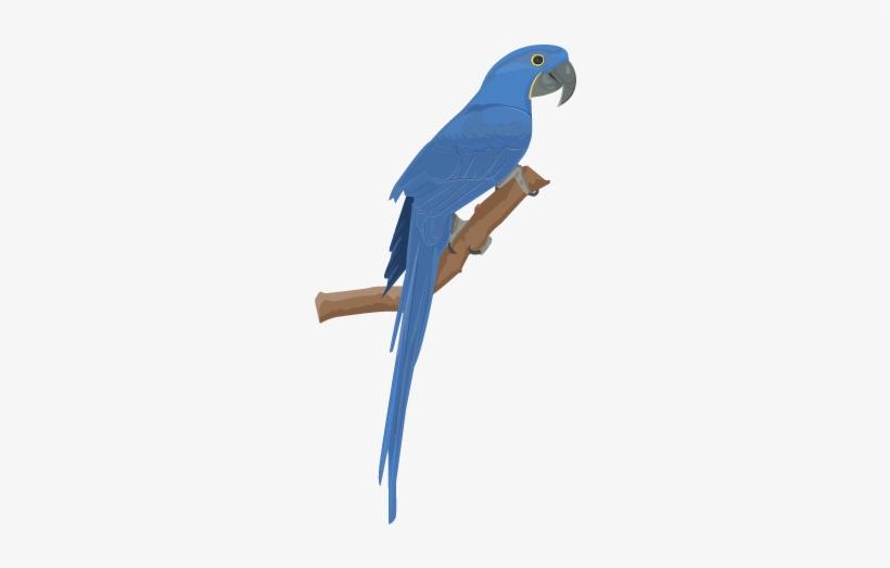 Macaw Clipart Hyacinth Macaw - Hyacinth Macaw Vector, transparent png download
