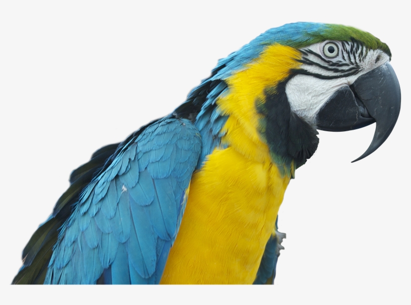 Parrot, Ara, Bird, Colorful Plumage, Transparent - Pappagallo Png, transparent png download