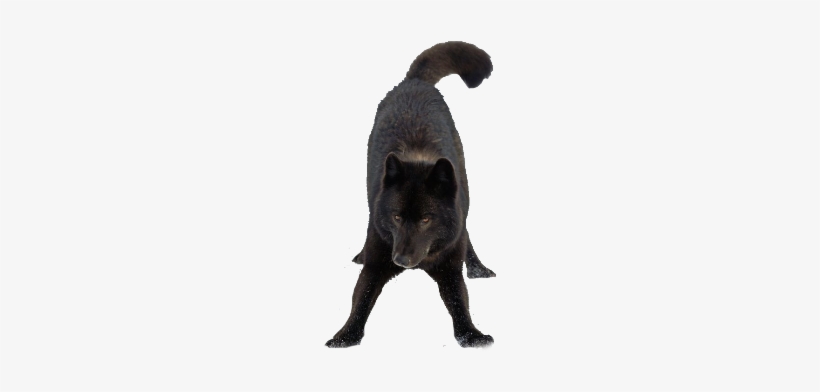 Shadow The Puma - Czechoslovakian Wolfdog, transparent png download