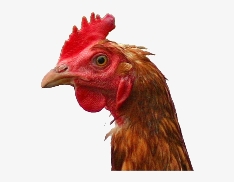 Catie Olson - Live Chicken, transparent png download
