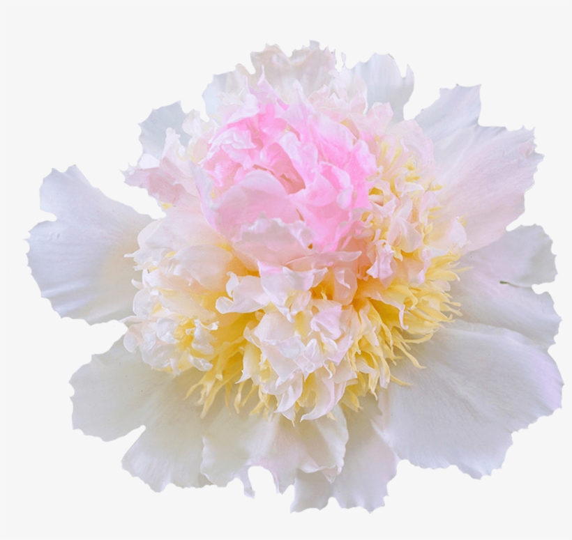 Common Peony, transparent png download