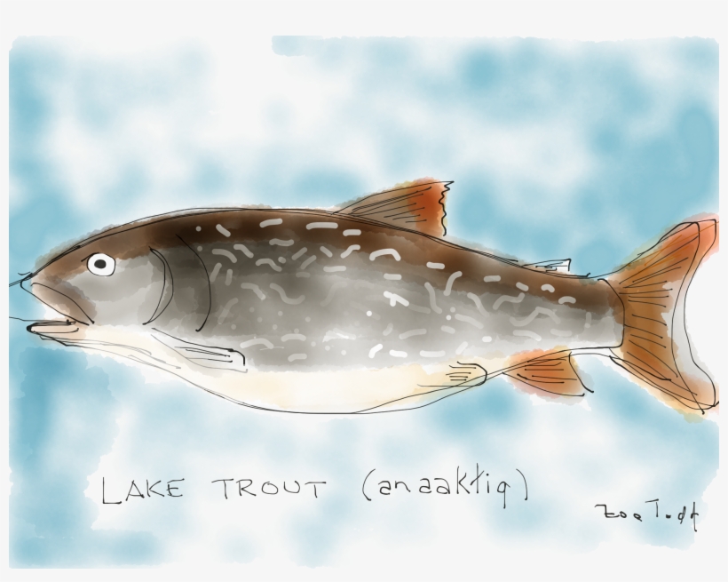 Lake Trout By Zoe Todd - All Rights Reserved, transparent png download