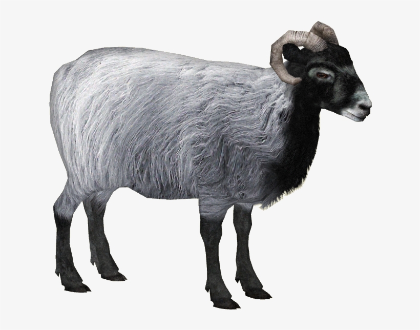 Herdwick Sheep 3 - Bighorn, transparent png download