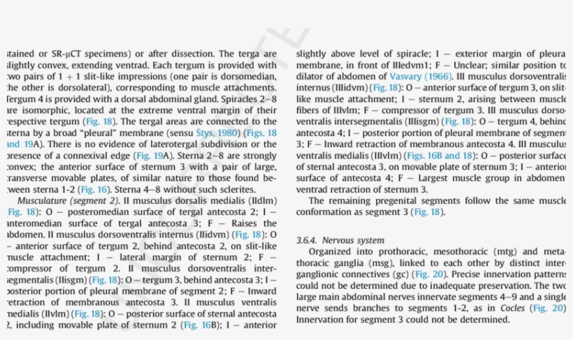 Clsm Images Of Proboscidopirates Sp - (page 6), transparent png download