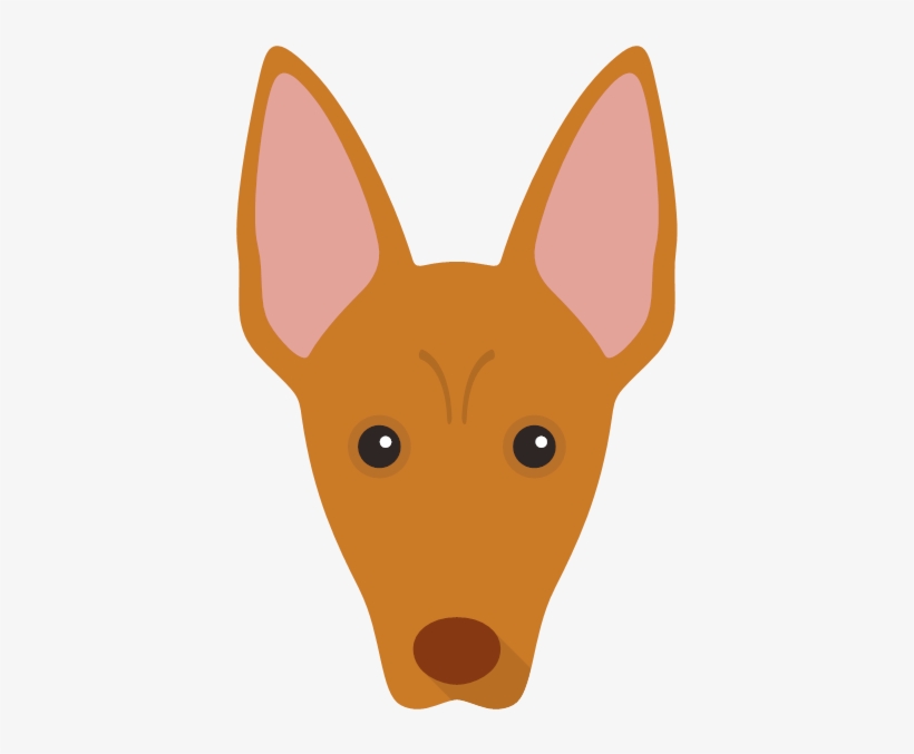 The Pharaoh Hound - Ibizan Hound, transparent png download