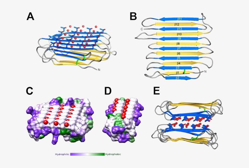 Crystal Structure Of Riafp - Antifreeze Protein Structure, transparent png download