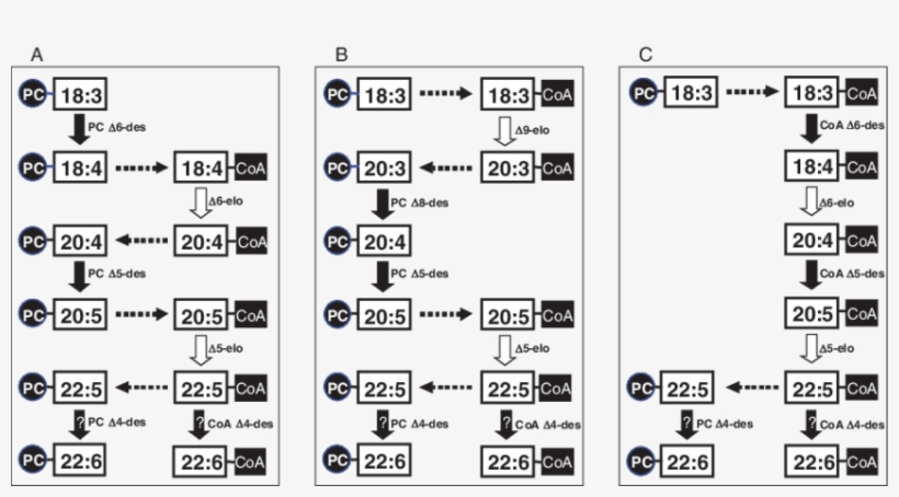 Alternative Pathways For Synthesis Of The Ω3 Lc-pufa - Ala Sda Epa Dha, transparent png download