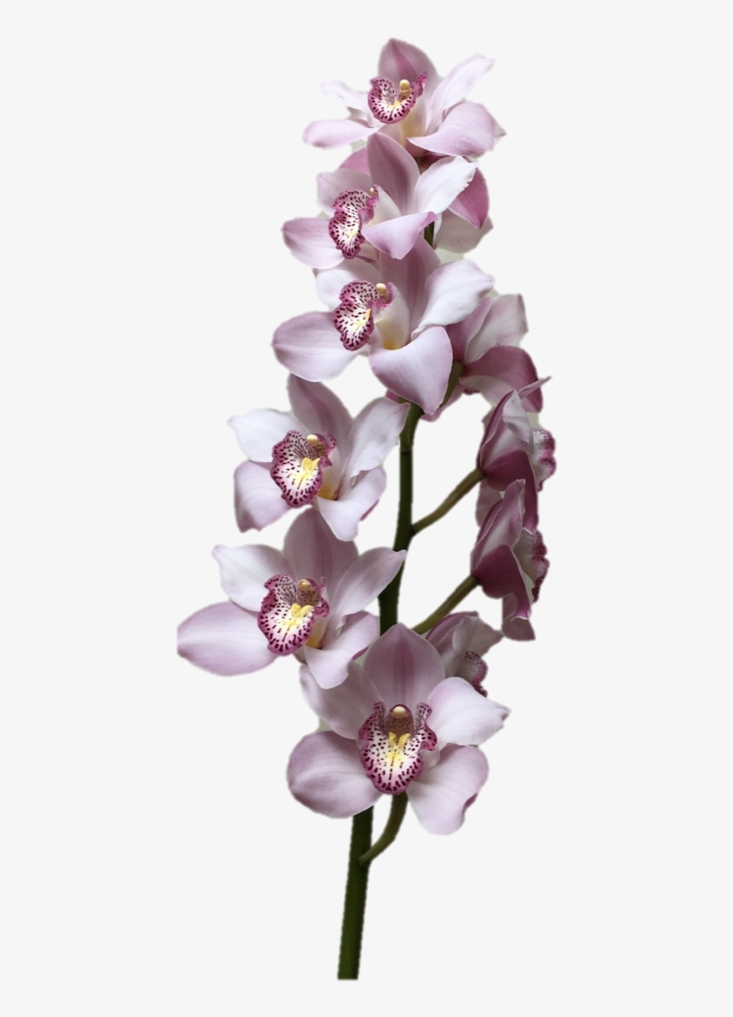 Cymbidium Supreme Light Lavender Orchid - Orchids, transparent png download