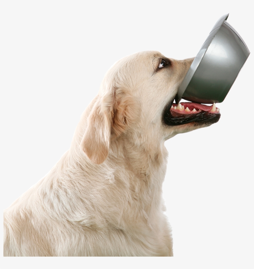Puppy 2 Class - Dog With Bowl In Mouth, transparent png download