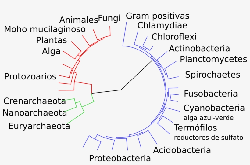 Open - Classification Of Bacteria, transparent png download