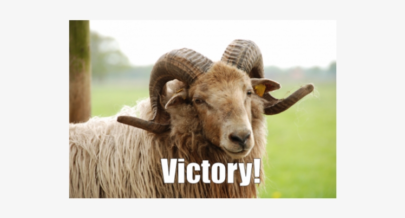 Uefa Agrees That Animal Slaughter Has No Place In Football - Animal Slaughter, transparent png download
