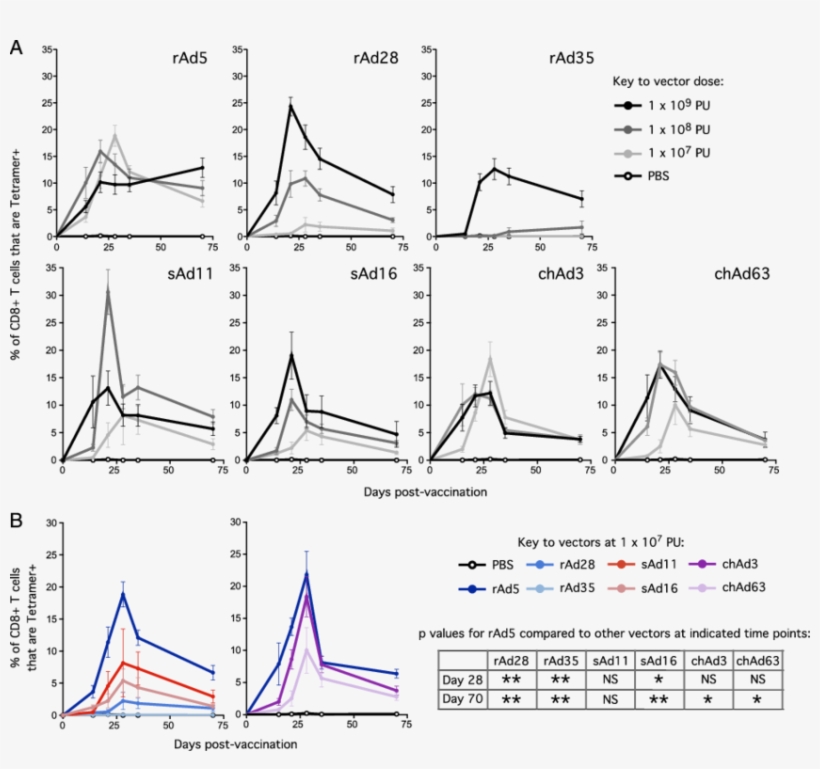Tetramer Cd8 T Cell Responses In Peripheral Blood After - Cytotoxic T Cell, transparent png download