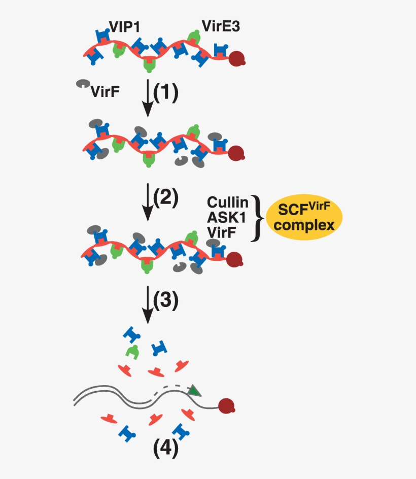 Uncoating Of The T Complex In The Plant Cell Nucleus, transparent png download