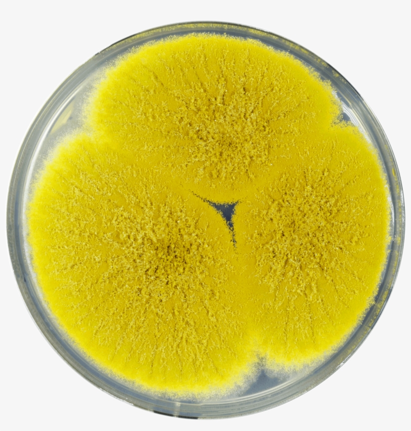 Aspergillus Bertholletius Cya - Drink, transparent png download