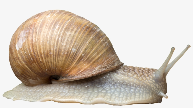 Photos Stephanie Horn - Snail Png, transparent png download