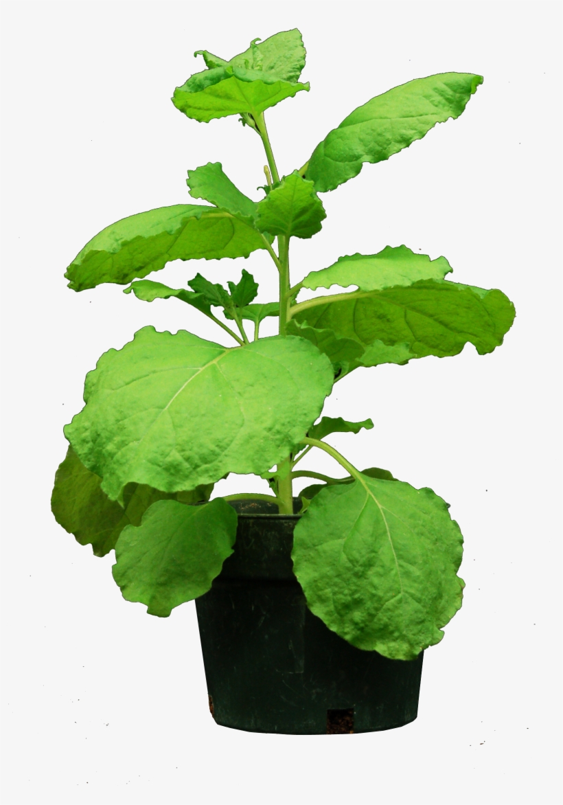 Valencia Expression - Nicotiana Benthamiana No Background, transparent png download