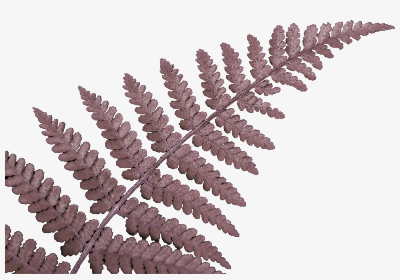 Fern Leaf - Das Neuseeland Work & Travel Tagebuch :o), transparent png download