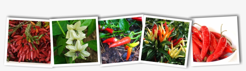 Chilli - Chili Pepper, transparent png download
