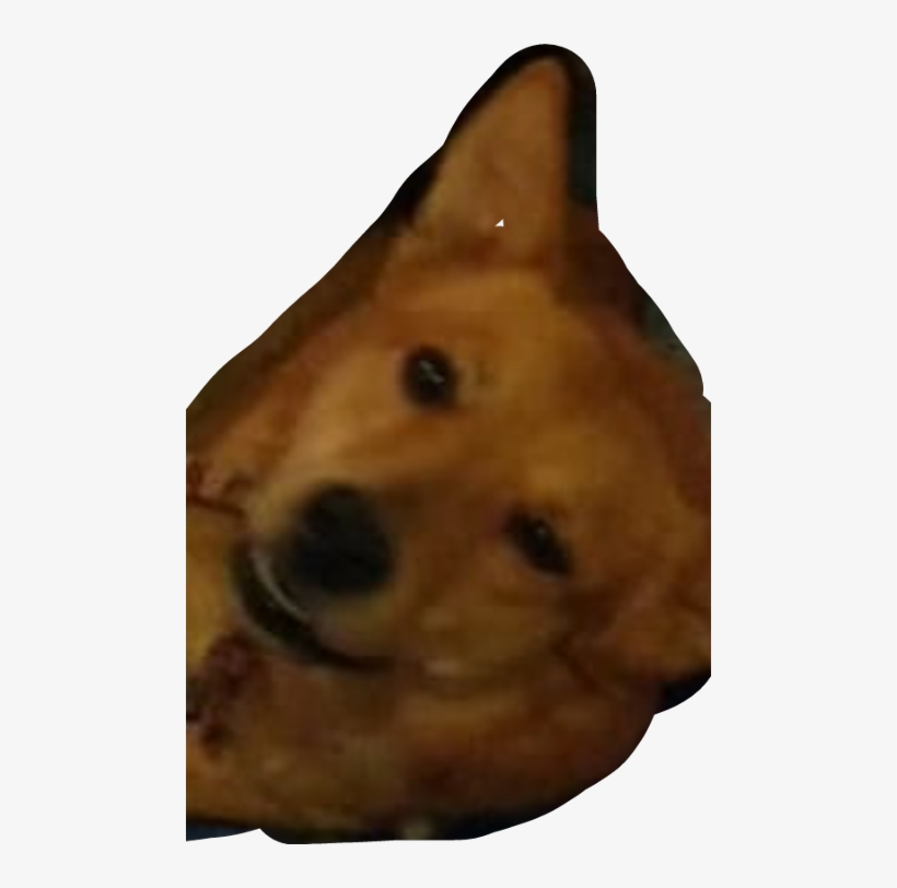 Basenji, transparent png download