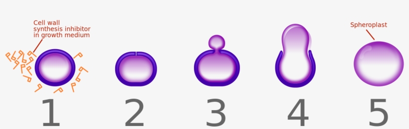 Penicillin Spheroplast Generation Horizontal - Penicillin Spheroplast, transparent png download
