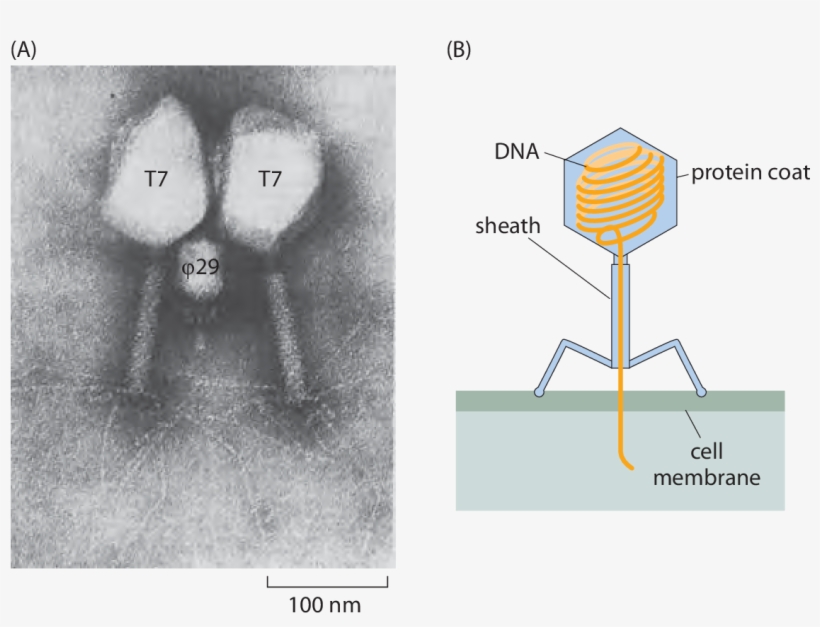 Ch1figs - Microscopic Structure Of Virus, transparent png download