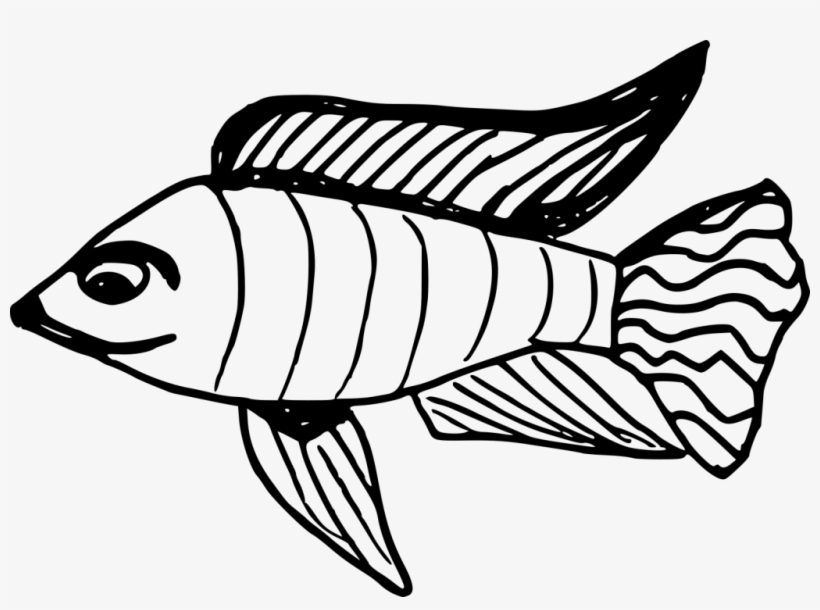 Png File Size - Coral Reef Fish, transparent png download