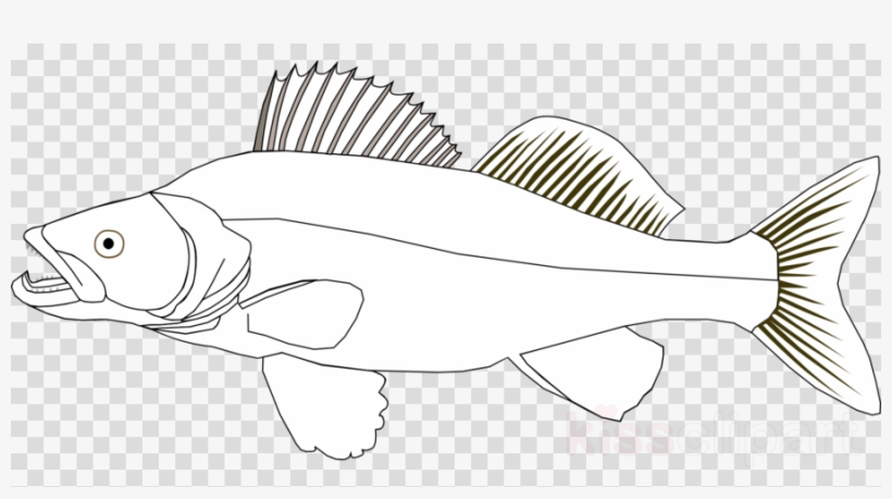 Zander Clipart Fish Northern Pike Clip Art - Whatsapp Sticker, transparent png download