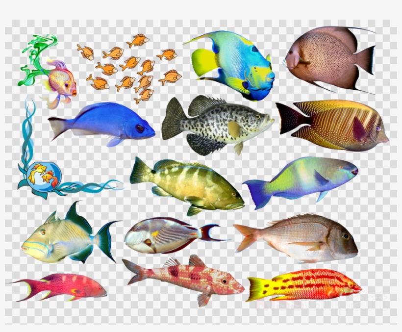Маленькие Рыбы Рисунок Clipart Fish Drawing Clip Art - Totally Human: Why We Look And Act, transparent png download