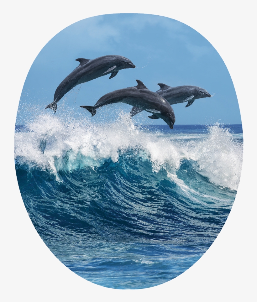 Marine Life, transparent png download