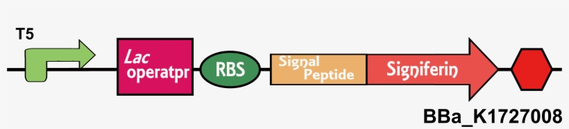 We Used T5 Promoter, Lac Operator, Rbs, Terminator, transparent png download