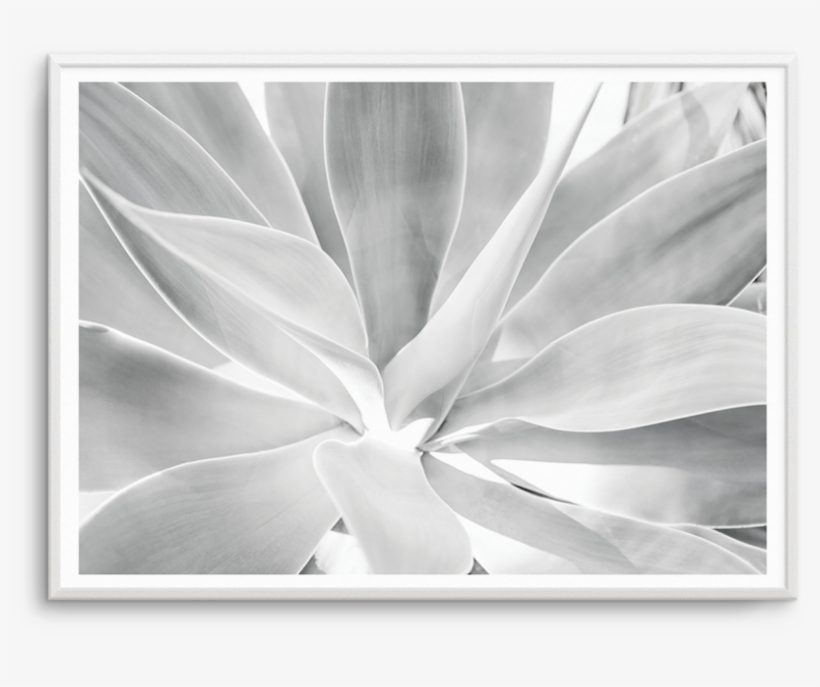 Agave Black & White - Mural, transparent png download