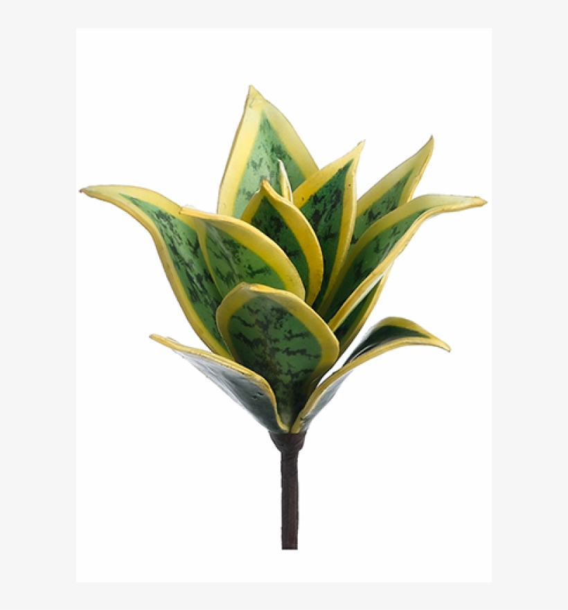 8" Mini Agave Plant Green Cream, transparent png download