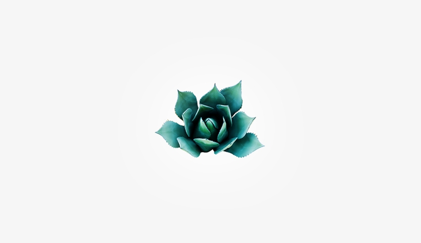 Derived From Mexico's Blue Agave Plant, Agave Is Nature's - Poster: Hennigan's Poster: Carly Hennigan Poster, 24x16in., transparent png download