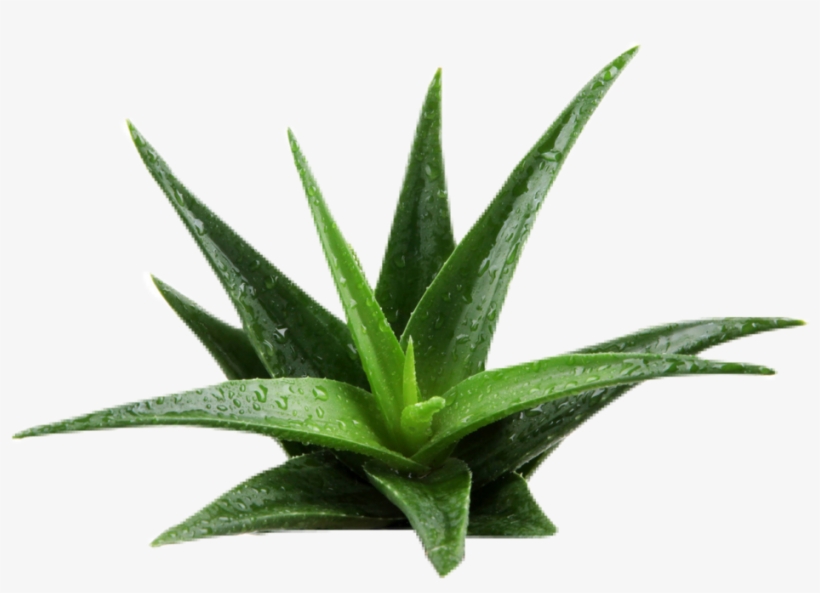 Aloe Background Removed, transparent png download