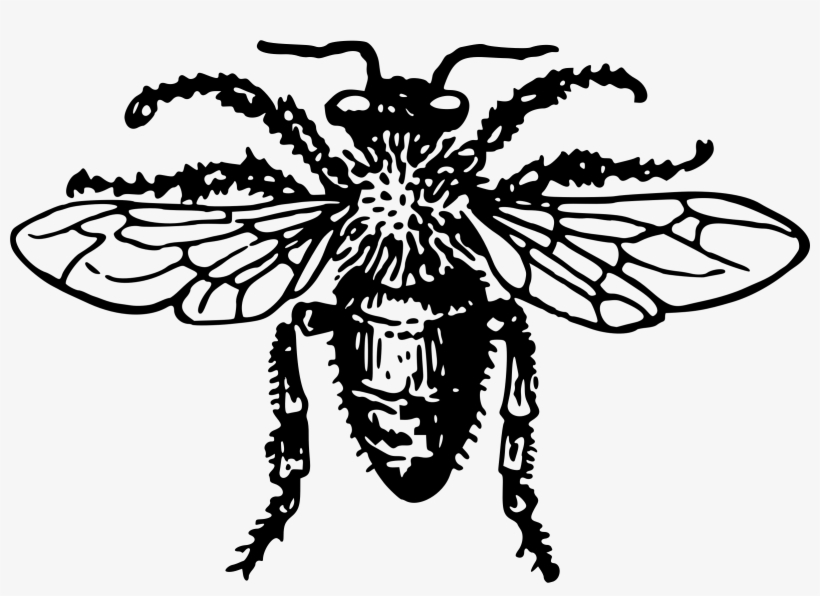 Honeybee Png, transparent png download