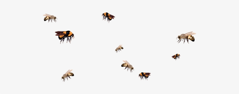 Honey Bee, transparent png download