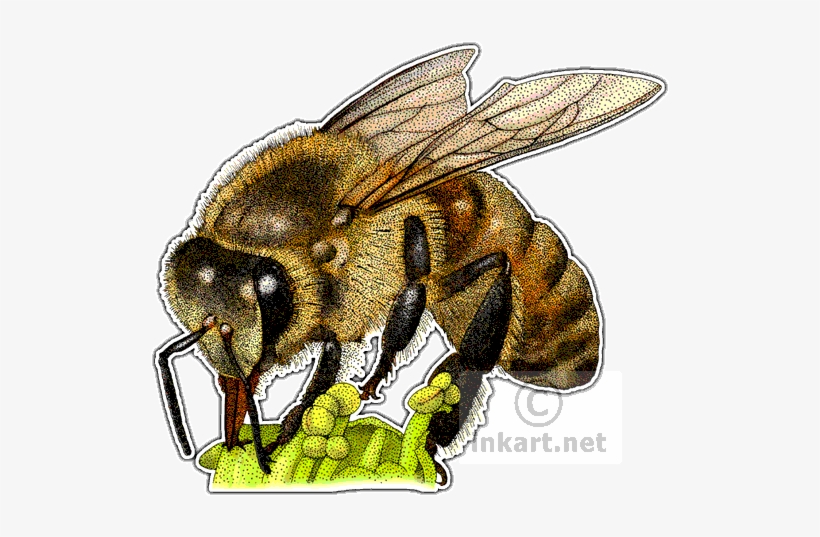 Western Honey Bee - Bee Stippling, transparent png download