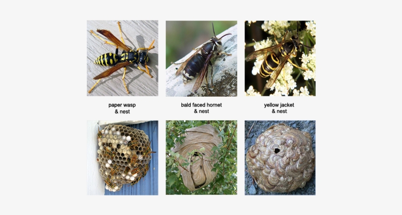When A Honey Bee Swarm Can Not Find An Appropriate - European Paper Wasp, transparent png download