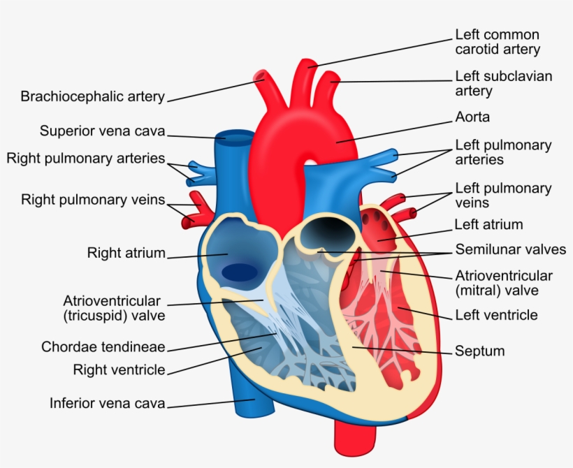 File - Heart Diagram-en - Svg - Oxygenated Blood In Heart, transparent png download