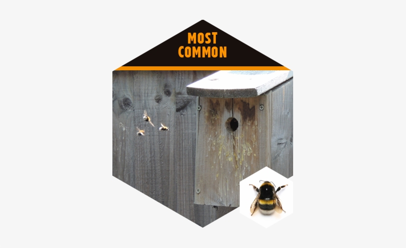 Bumblebeees - Portable Network Graphics, transparent png download